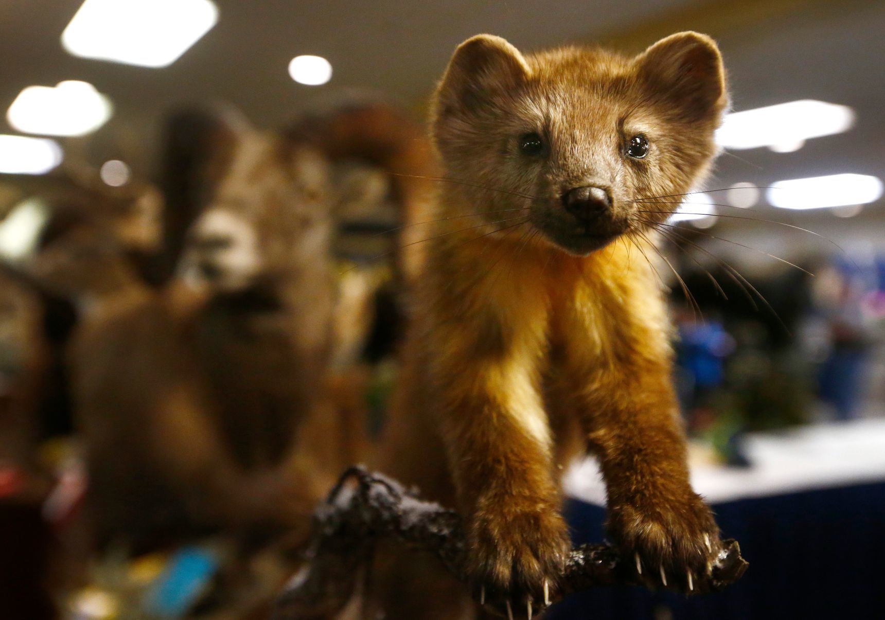 Montana Taxidermists Association Convention and competition